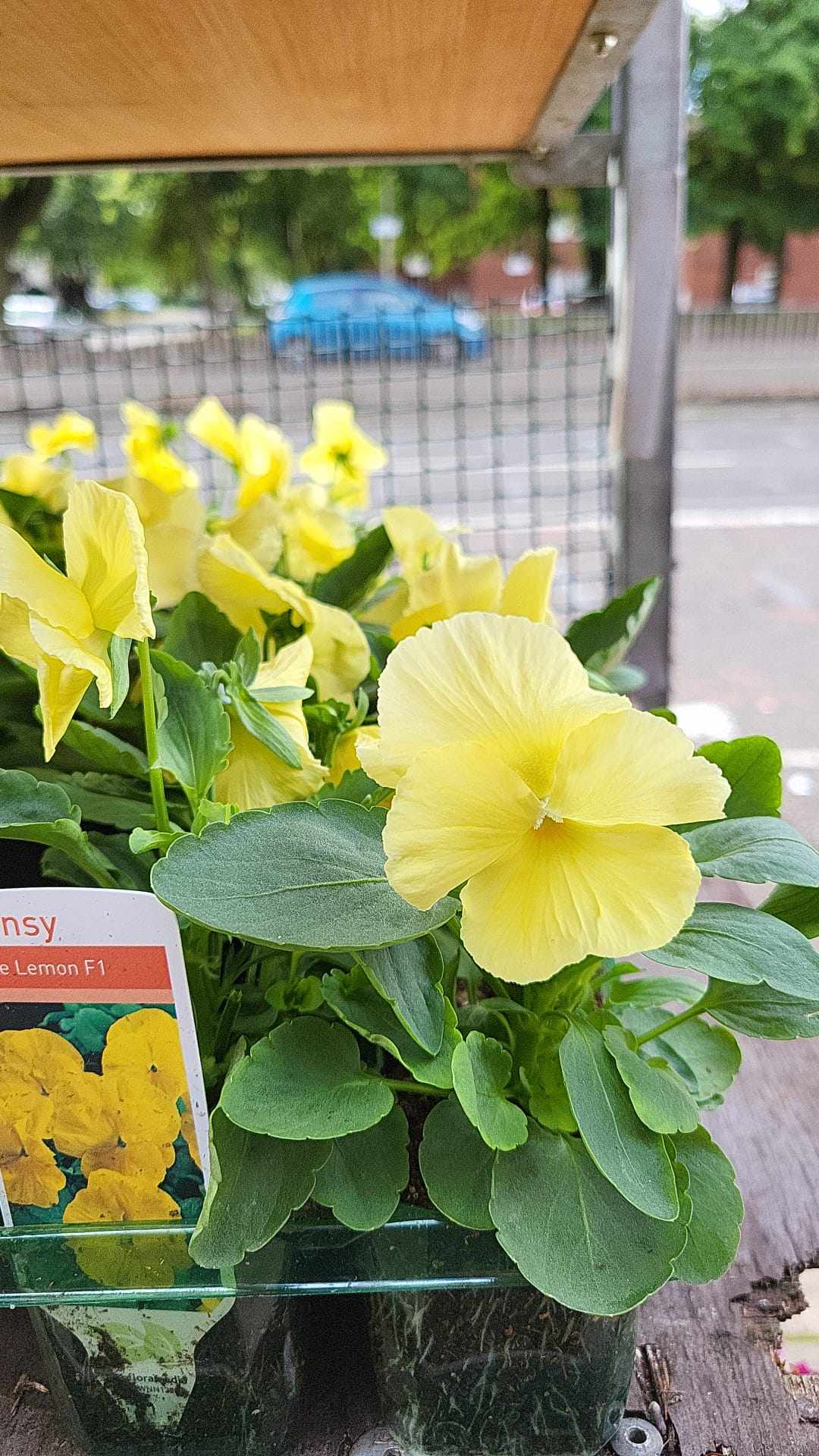 British Grown Bedding Packs (5 TRAYS FOR £17.50) (LOCAL PICKUP / DELIVERY ONLY)