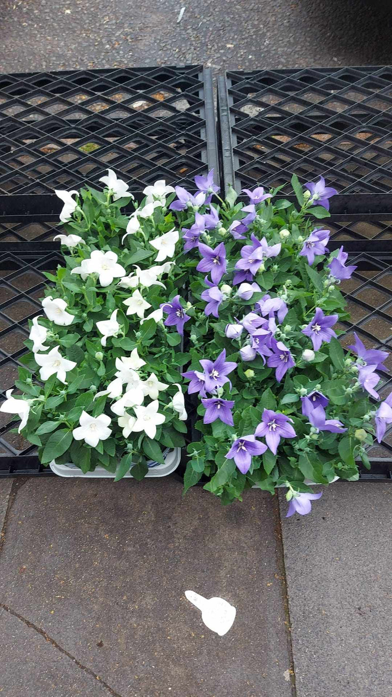 Mixed Perennials 10cm - 30cm Pots (LOCAL PICKUP / DELIVERY ONLY)