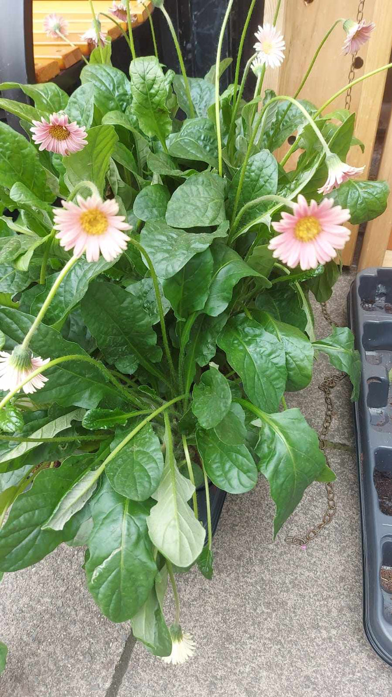 Mixed Perennials 10cm - 30cm Pots (LOCAL PICKUP / DELIVERY ONLY)