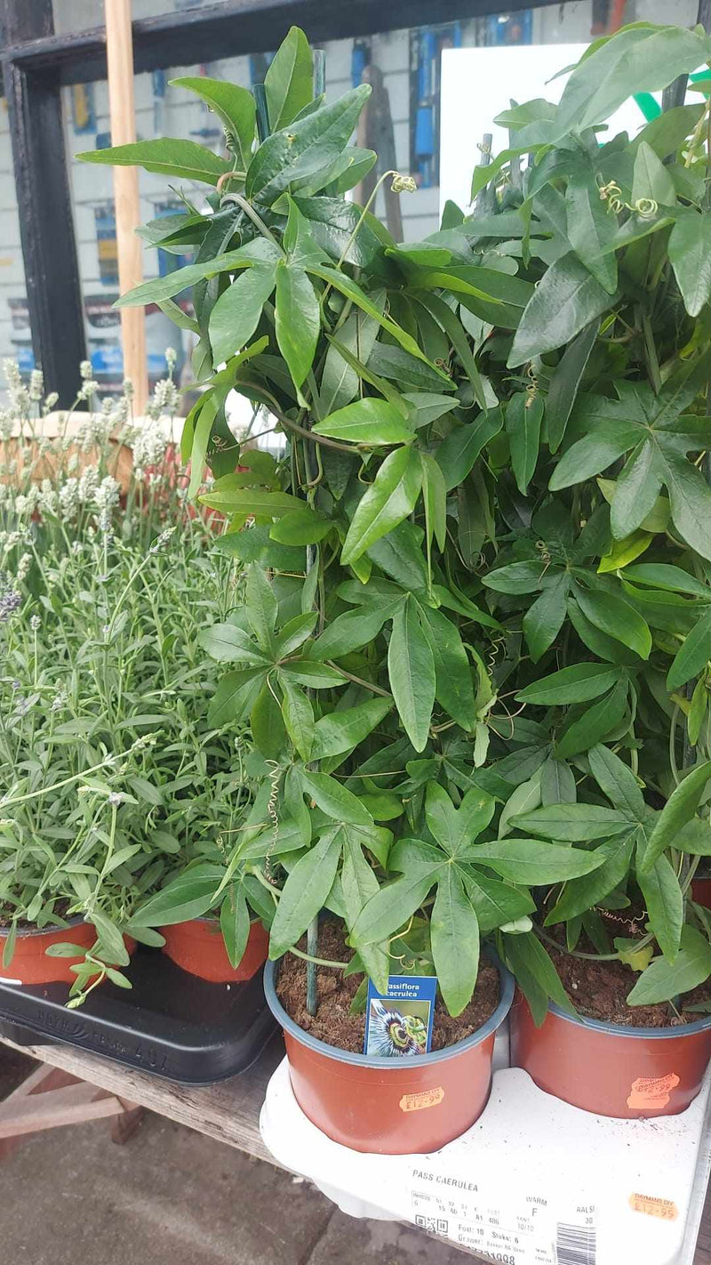 Mixed Perennials 10cm - 30cm Pots (LOCAL PICKUP / DELIVERY ONLY)