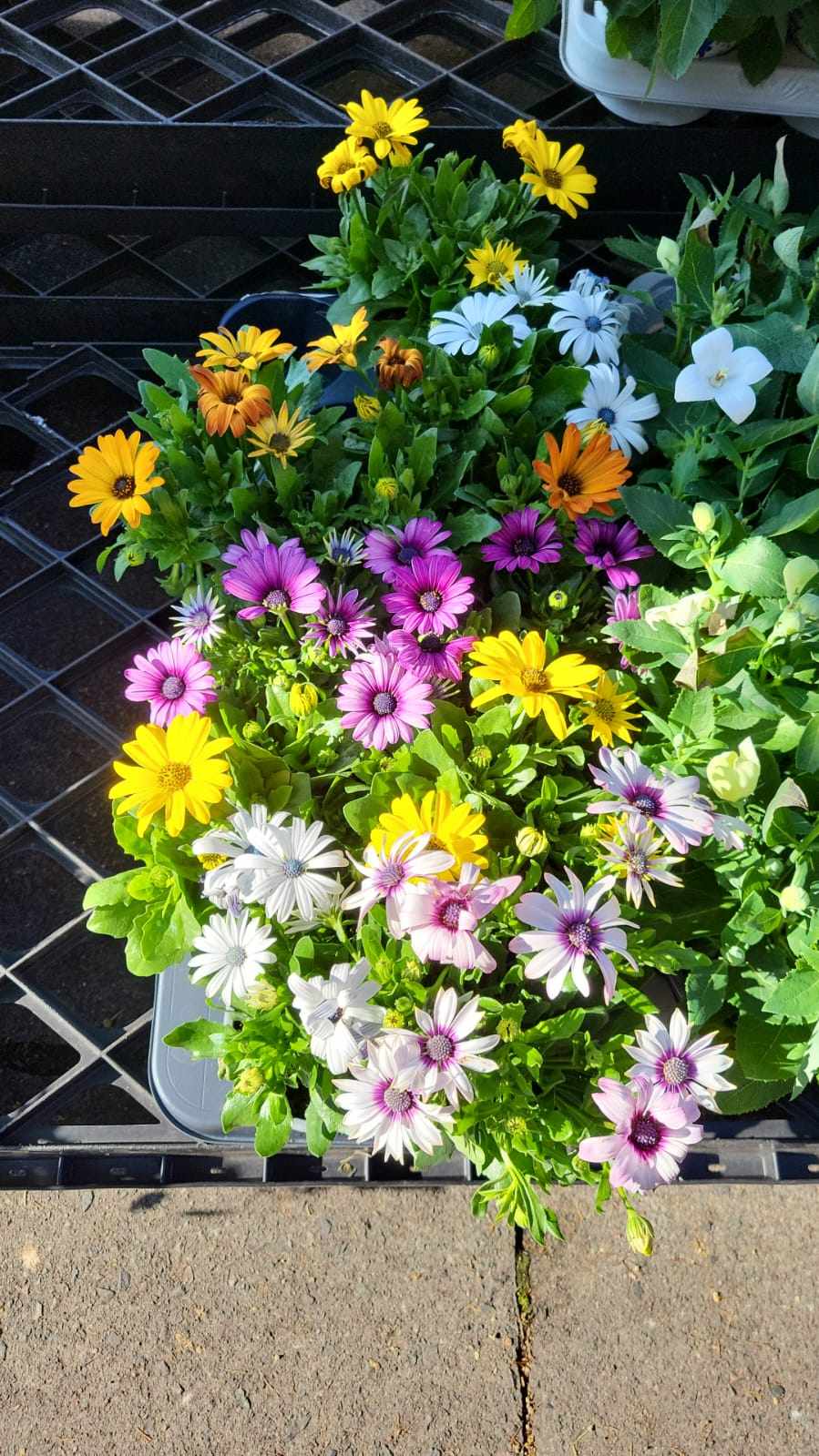 Mixed Perennials 10cm - 30cm Pots (LOCAL PICKUP / DELIVERY ONLY)