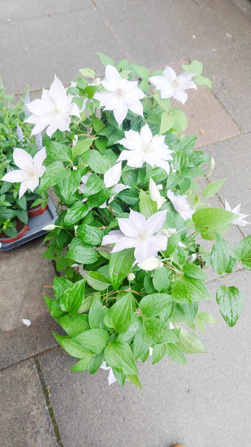 Mixed Perennials 10cm - 30cm Pots (LOCAL PICKUP / DELIVERY ONLY)