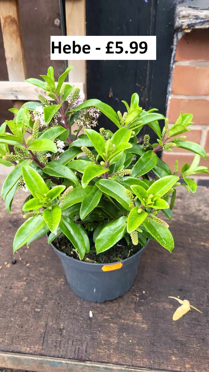 Mixed Perennials 10cm - 30cm Pots (LOCAL PICKUP / DELIVERY ONLY)