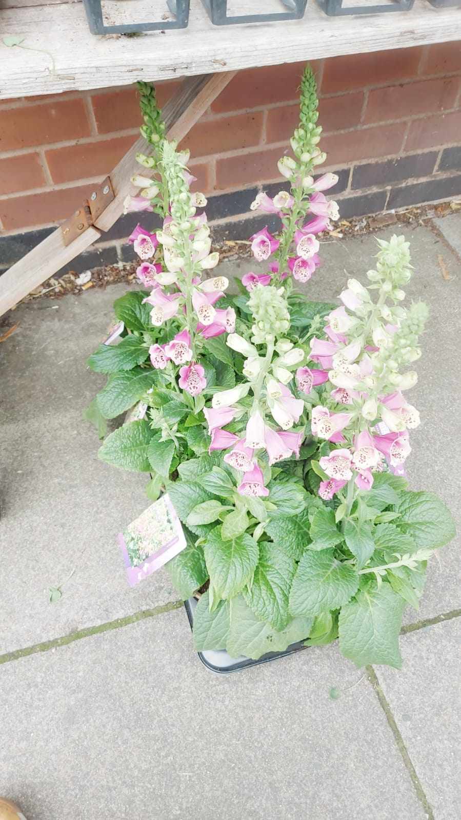 Mixed Perennials 10cm - 30cm Pots (LOCAL PICKUP / DELIVERY ONLY)