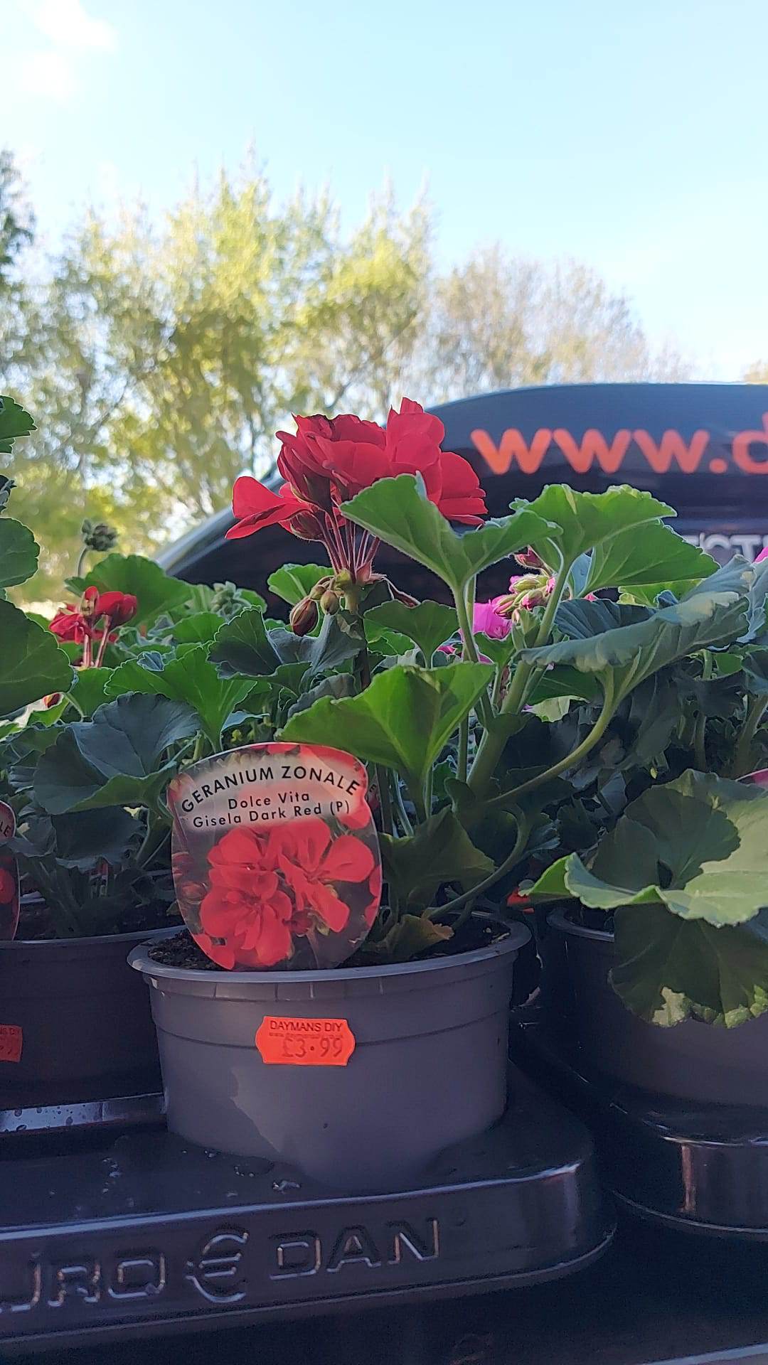 British Grown Summer Bedding Plants (LOCAL PICKUP / DELIVERY ONLY)