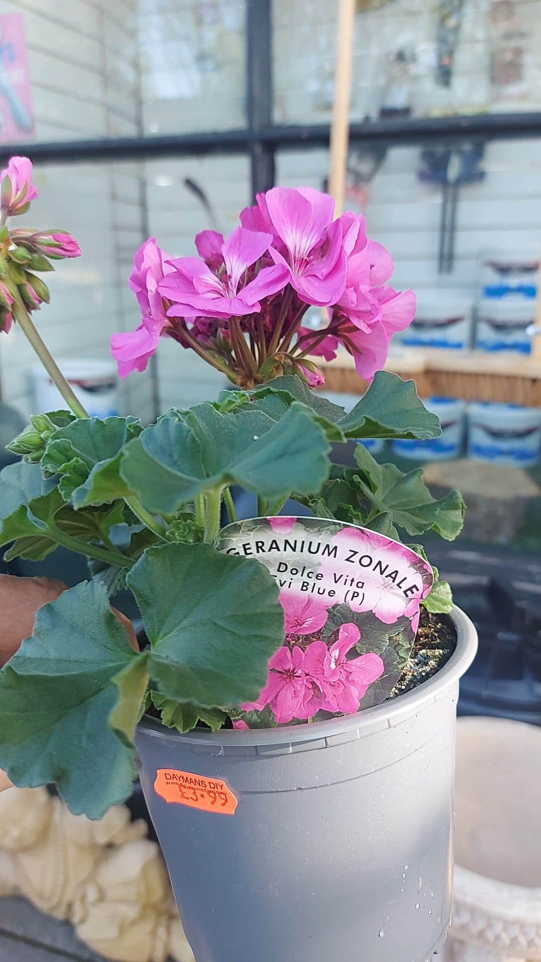 British Grown Trailing Plants Individual Pots & Geraniums- (LOCAL PICKUP / DELIVERY ONLY)