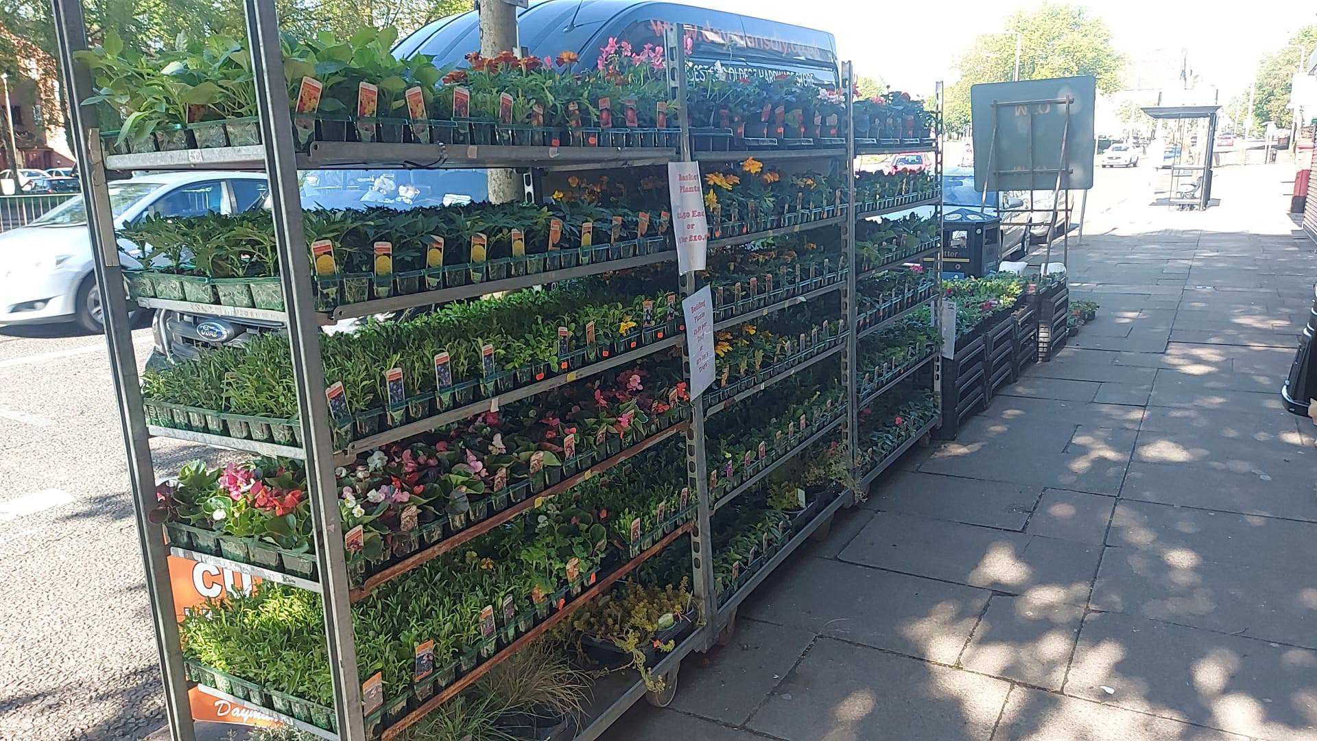 British Grown Summer Bedding Plants (LOCAL PICKUP / DELIVERY ONLY)