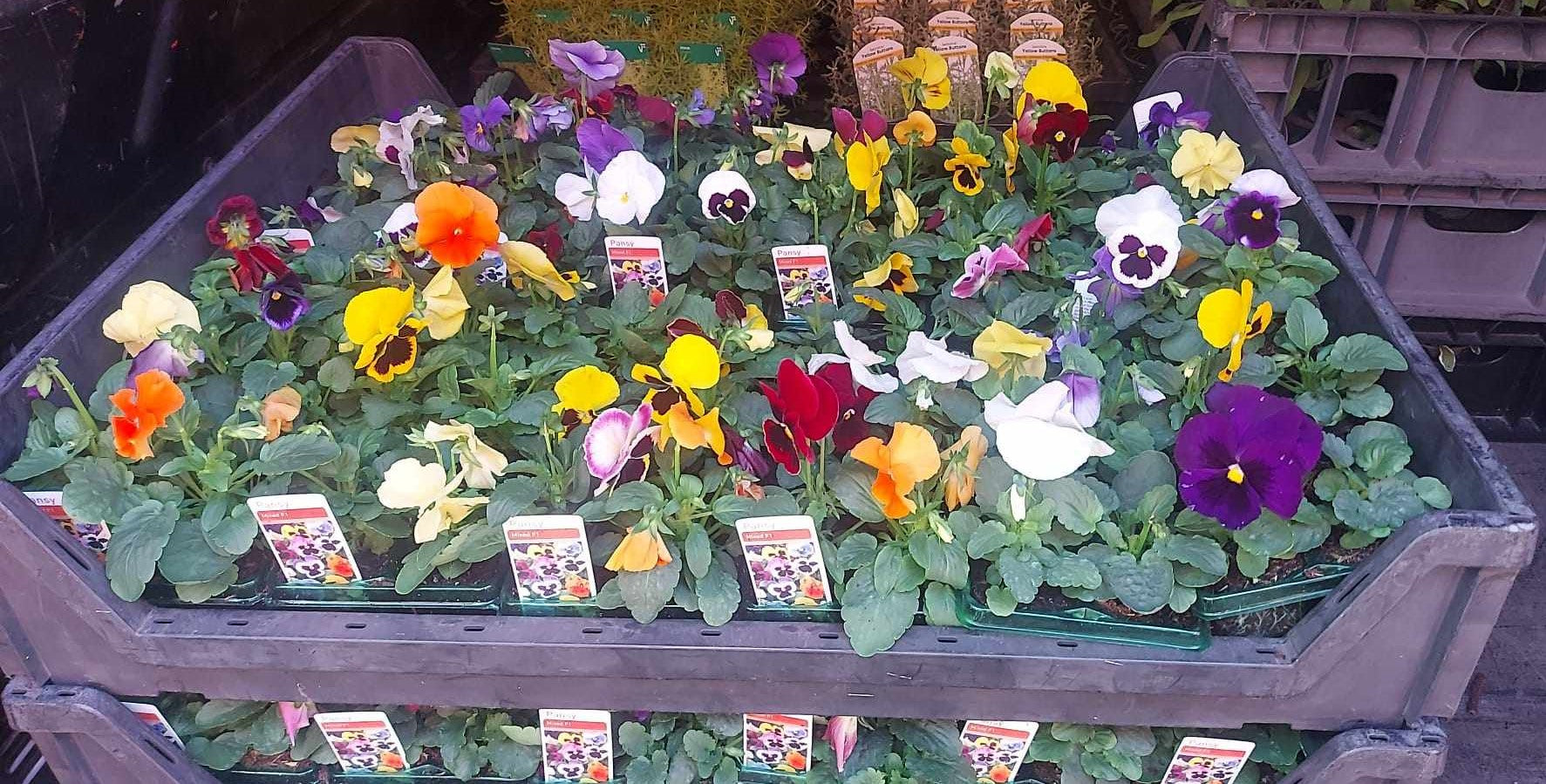 British Grown Bedding Packs (5 TRAYS FOR £17.50) (LOCAL PICKUP / DELIVERY ONLY)