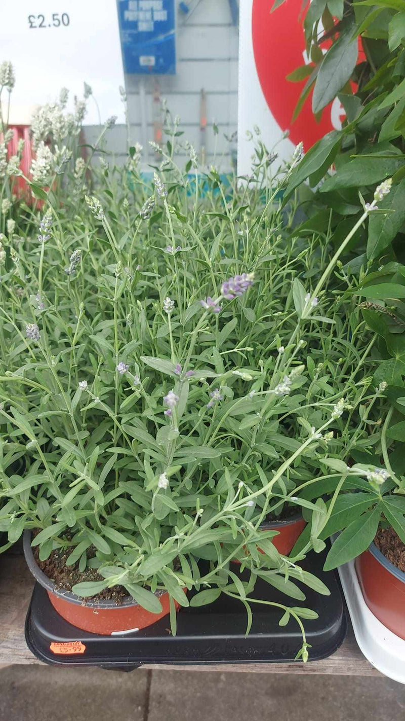 Mixed Perennials 10cm - 30cm Pots (LOCAL PICKUP / DELIVERY ONLY)