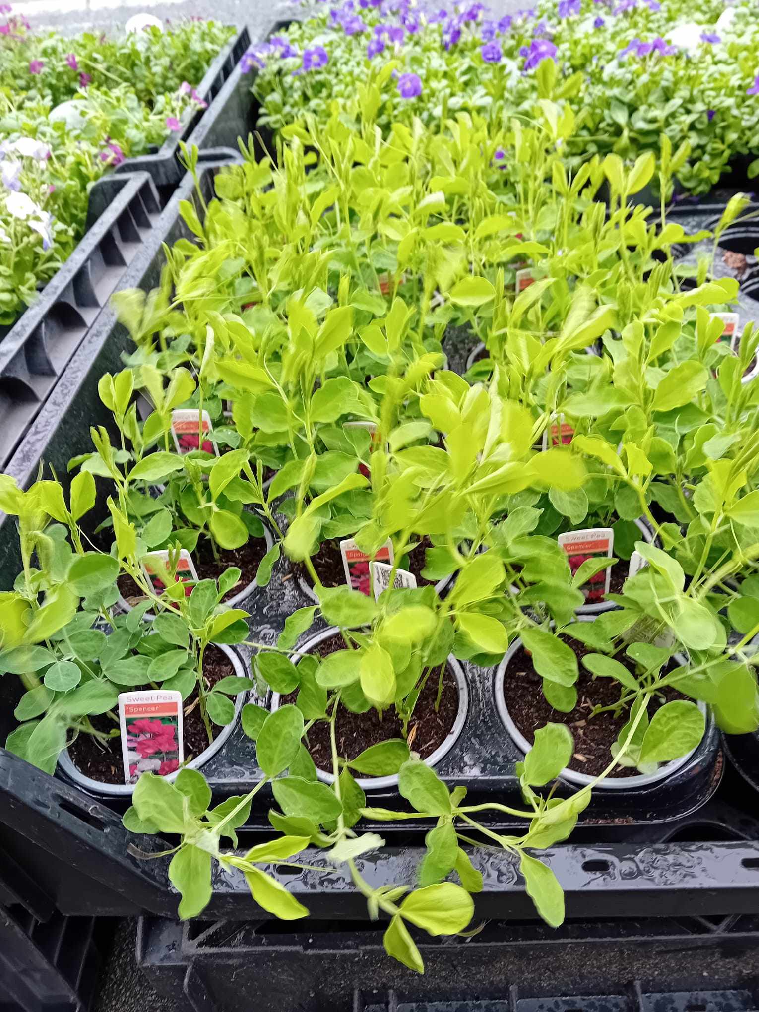 Sweet Peas British Grown 9cm Pots