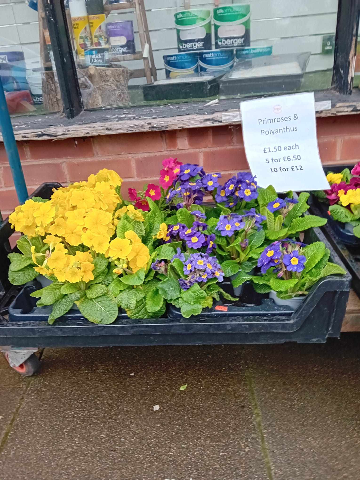 Primroses & Polyanthus British Grown (LOCAL PICKUP / DELIVERY ONLY)