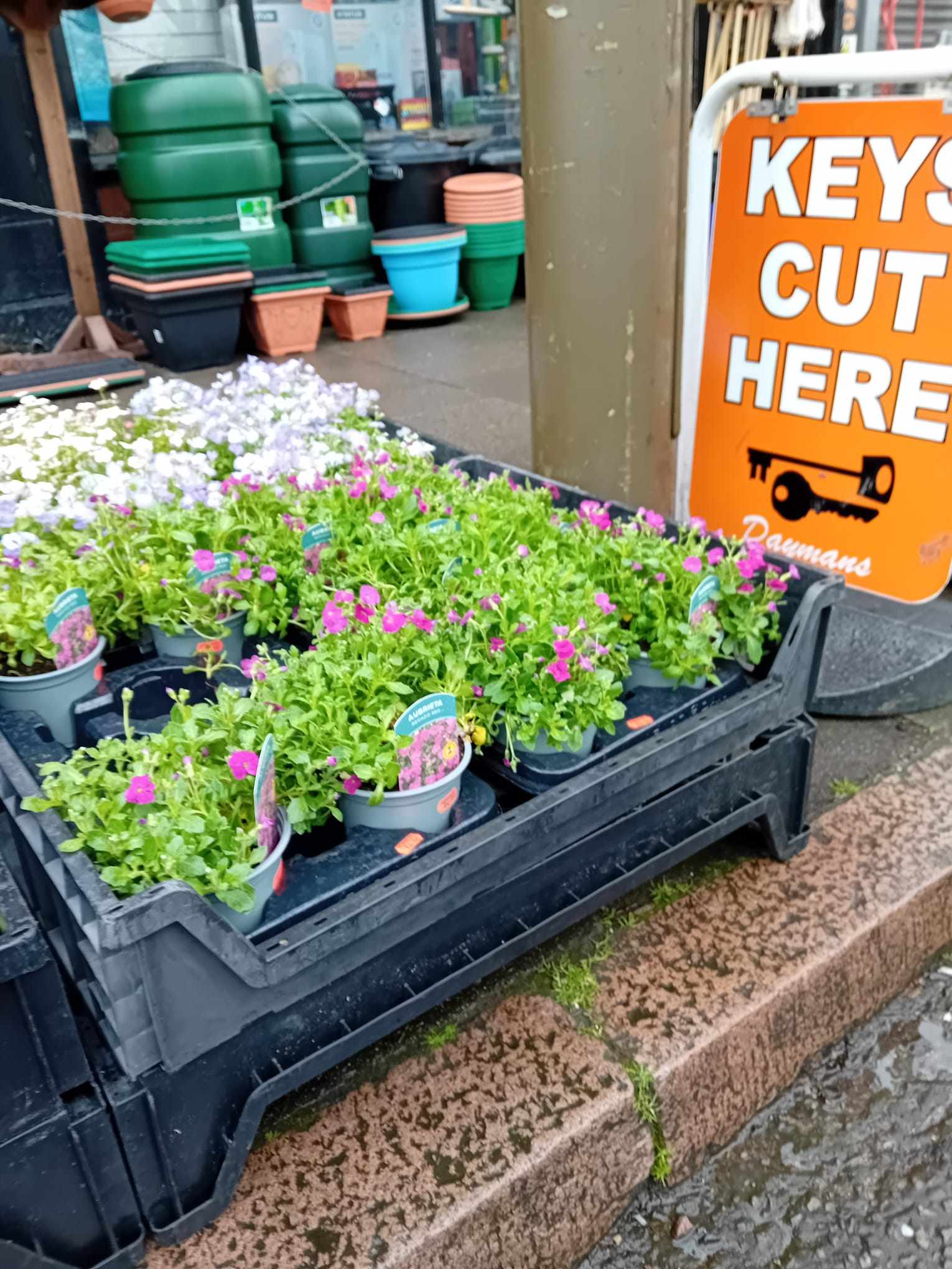 British Grown Perennials 1 Litre Pots