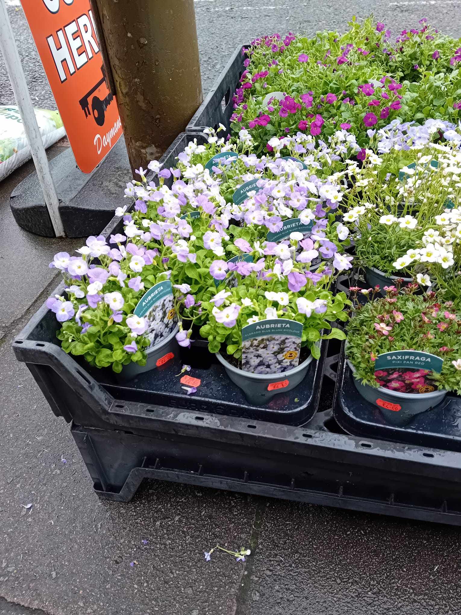 British Grown Perennials 1 Litre Pots