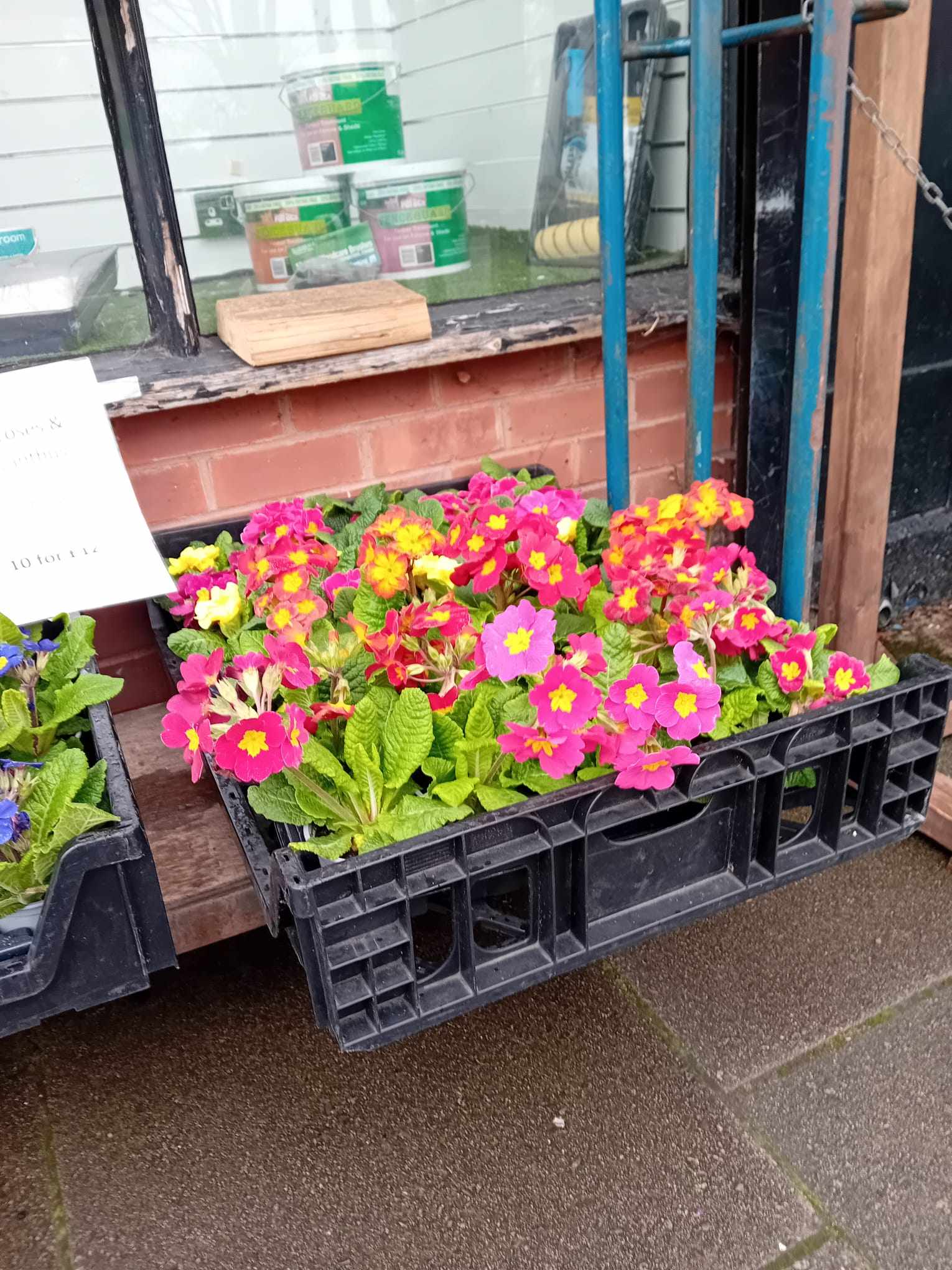 Primroses Pot (LOCAL PICKUP / DELIVERY ONLY)