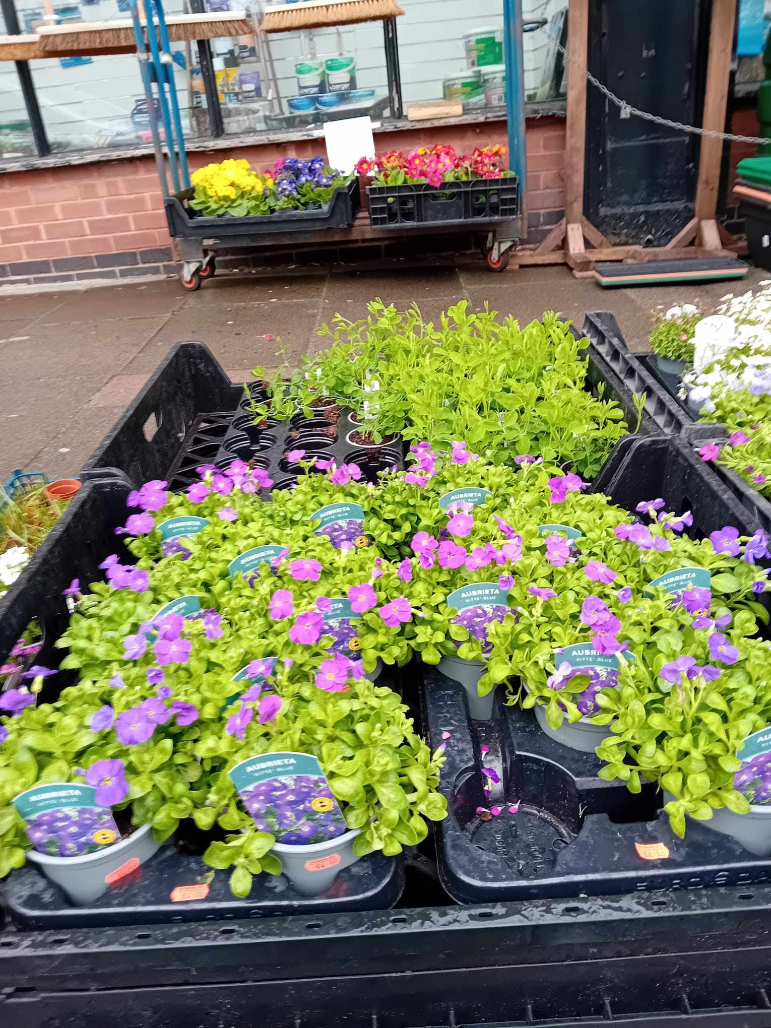 British Grown Perennials 1 Litre Pots