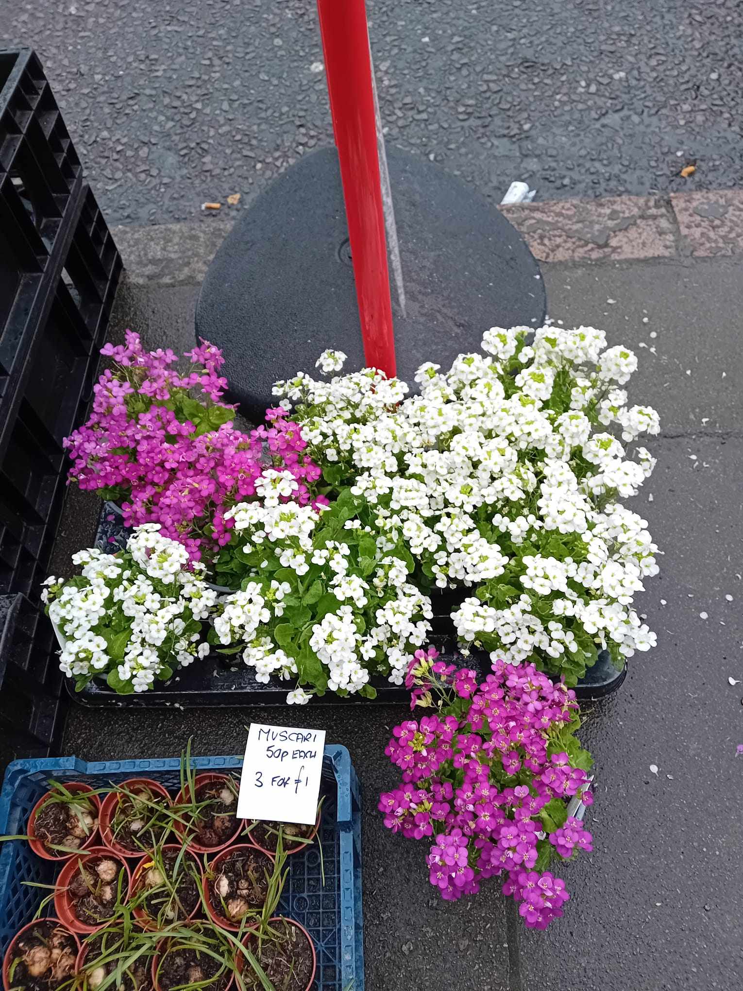 British Grown Perennials 1 Litre Pots