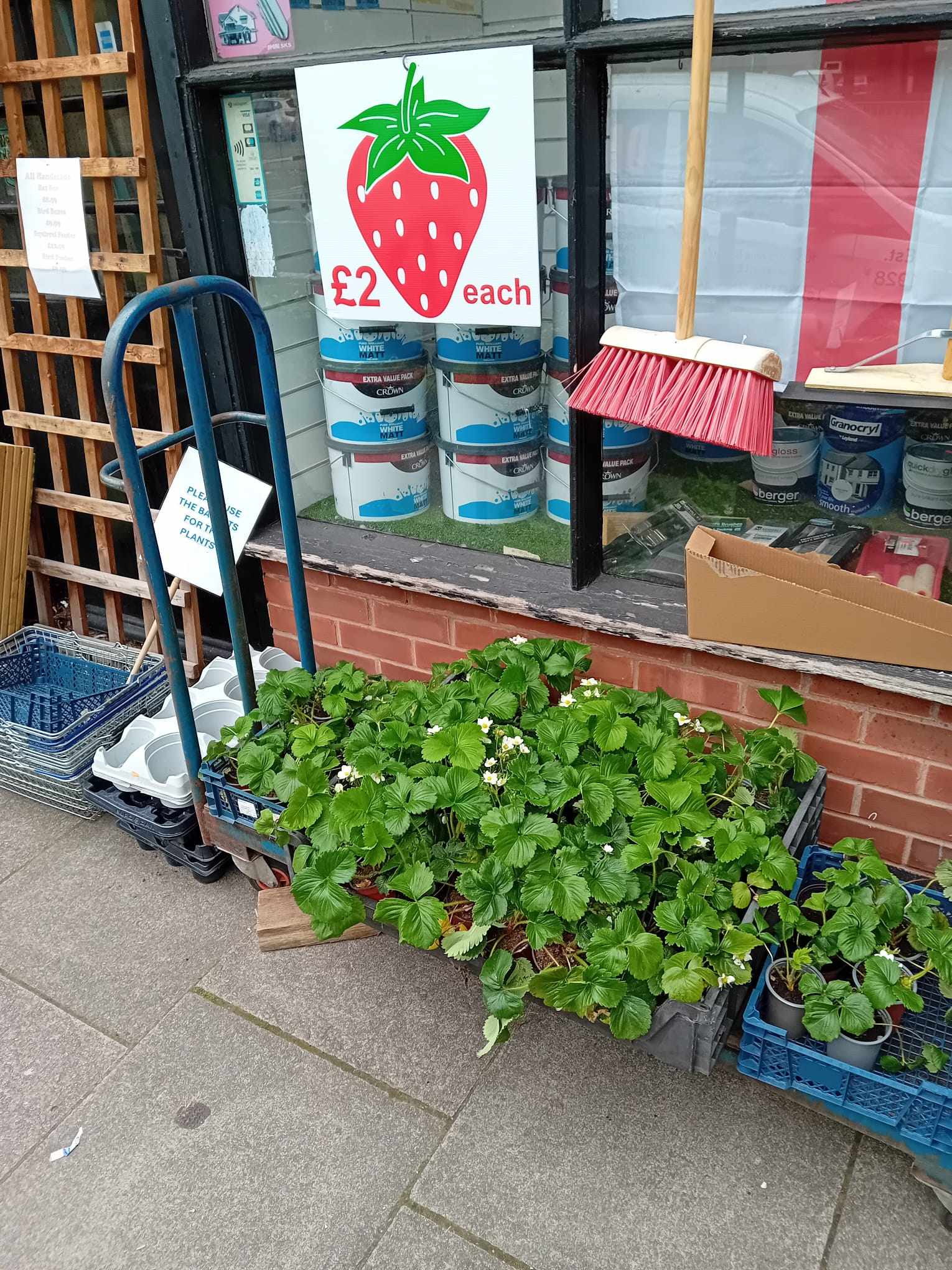 Fruit & Vegetable Plants - (LOCAL PICKUP / DELIVERY ONLY)