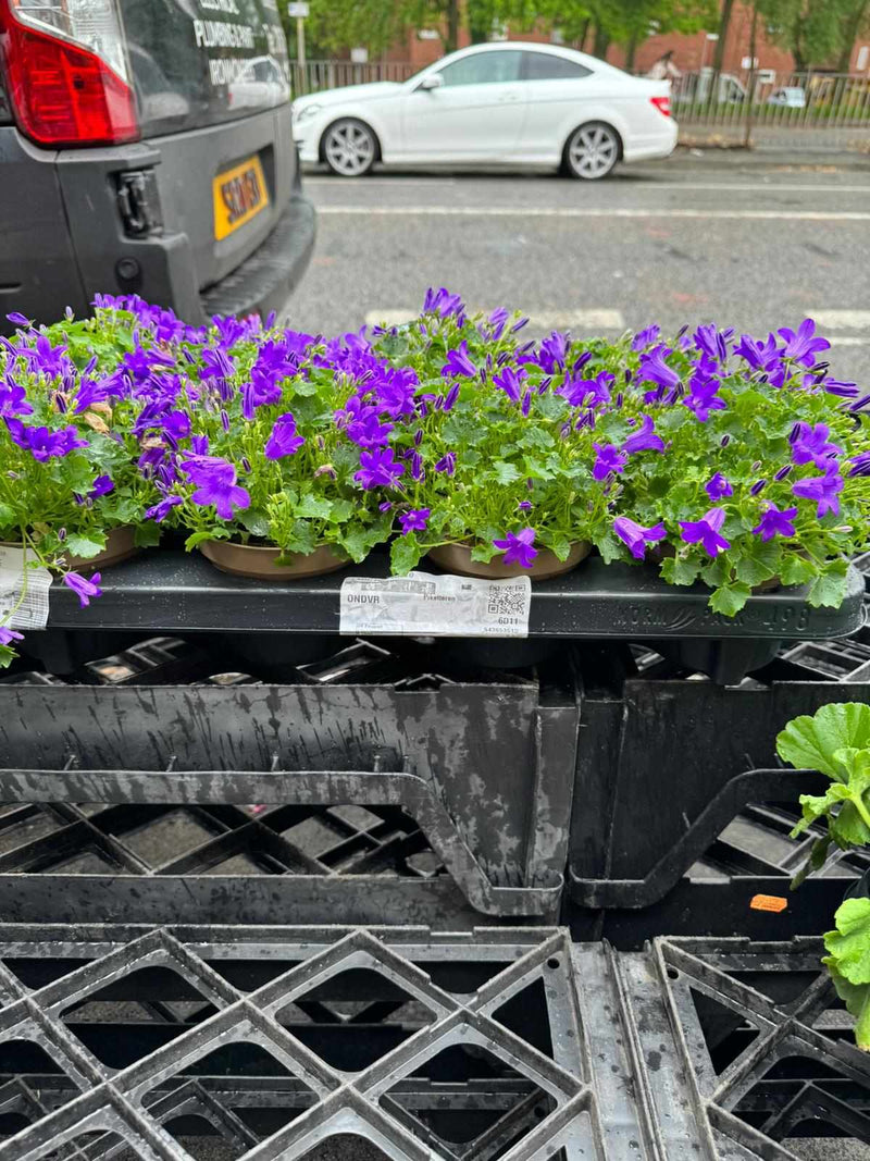 Mixed Perennials 10cm - 30cm Pots (LOCAL PICKUP / DELIVERY ONLY)