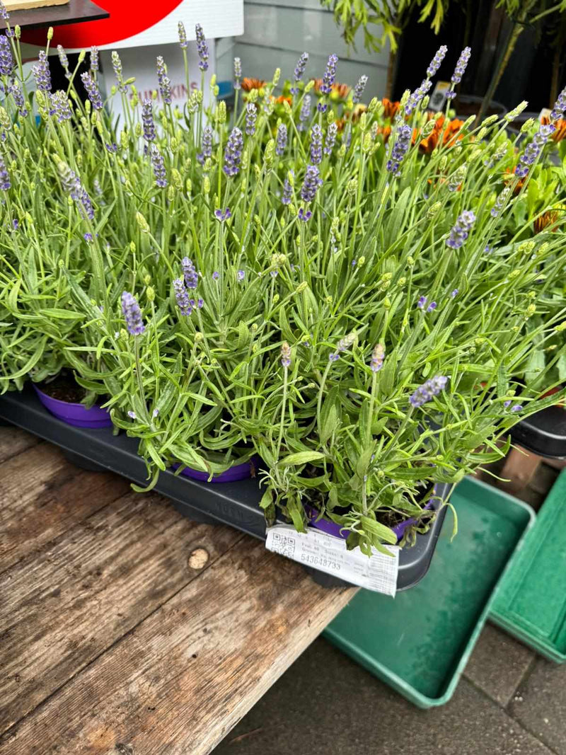 Mixed Perennials 10cm - 30cm Pots (LOCAL PICKUP / DELIVERY ONLY)