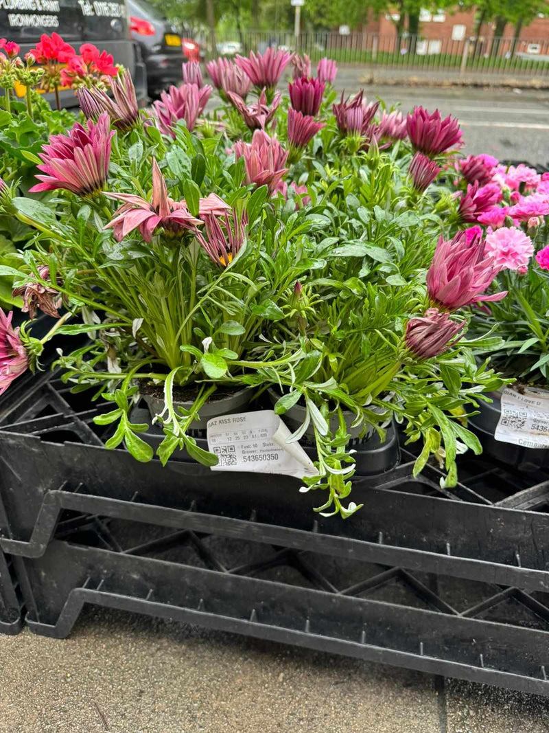 Mixed Perennials 10cm - 30cm Pots (LOCAL PICKUP / DELIVERY ONLY)