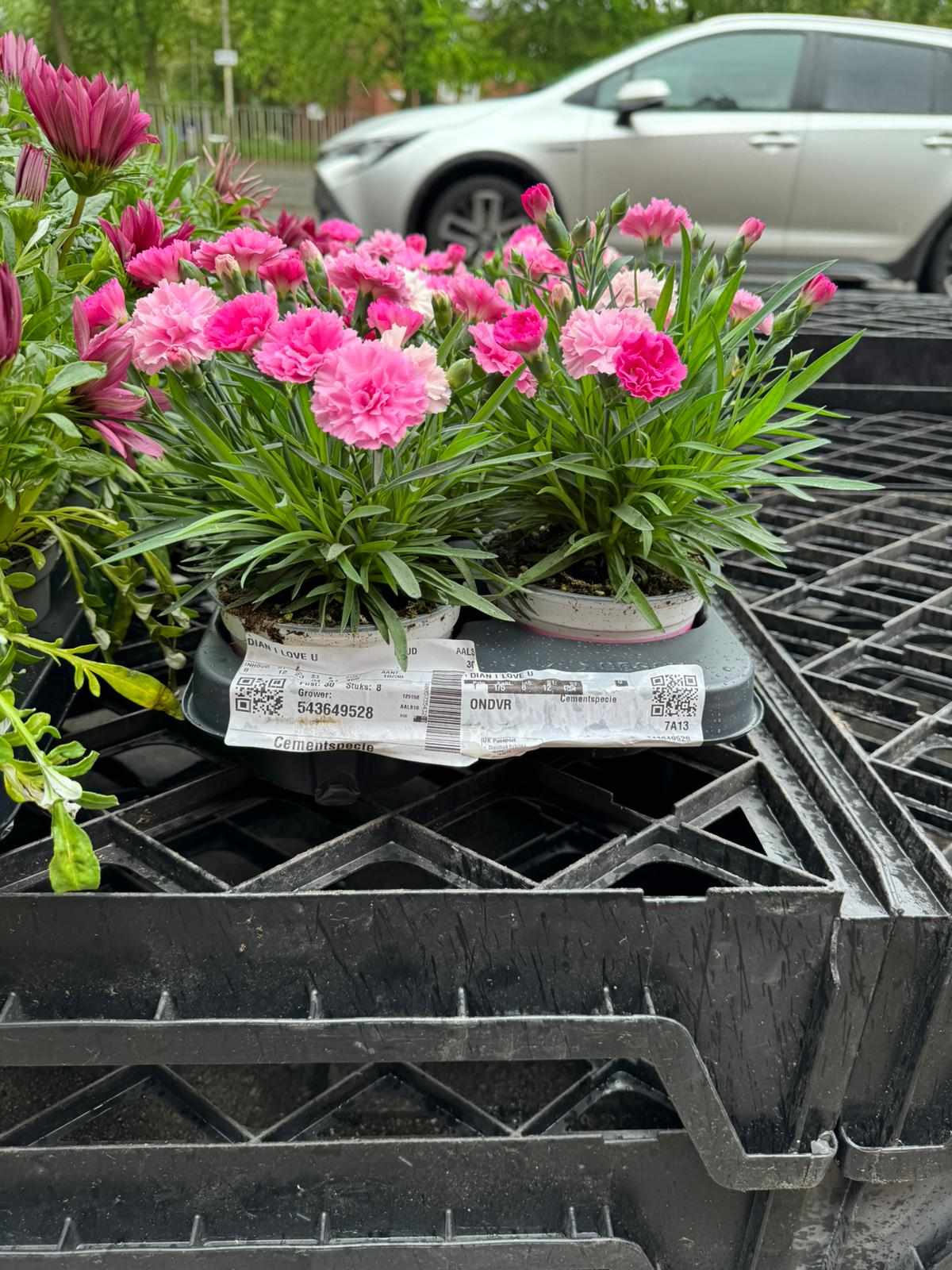 Mixed Perennials 10cm - 30cm Pots (LOCAL PICKUP / DELIVERY ONLY)