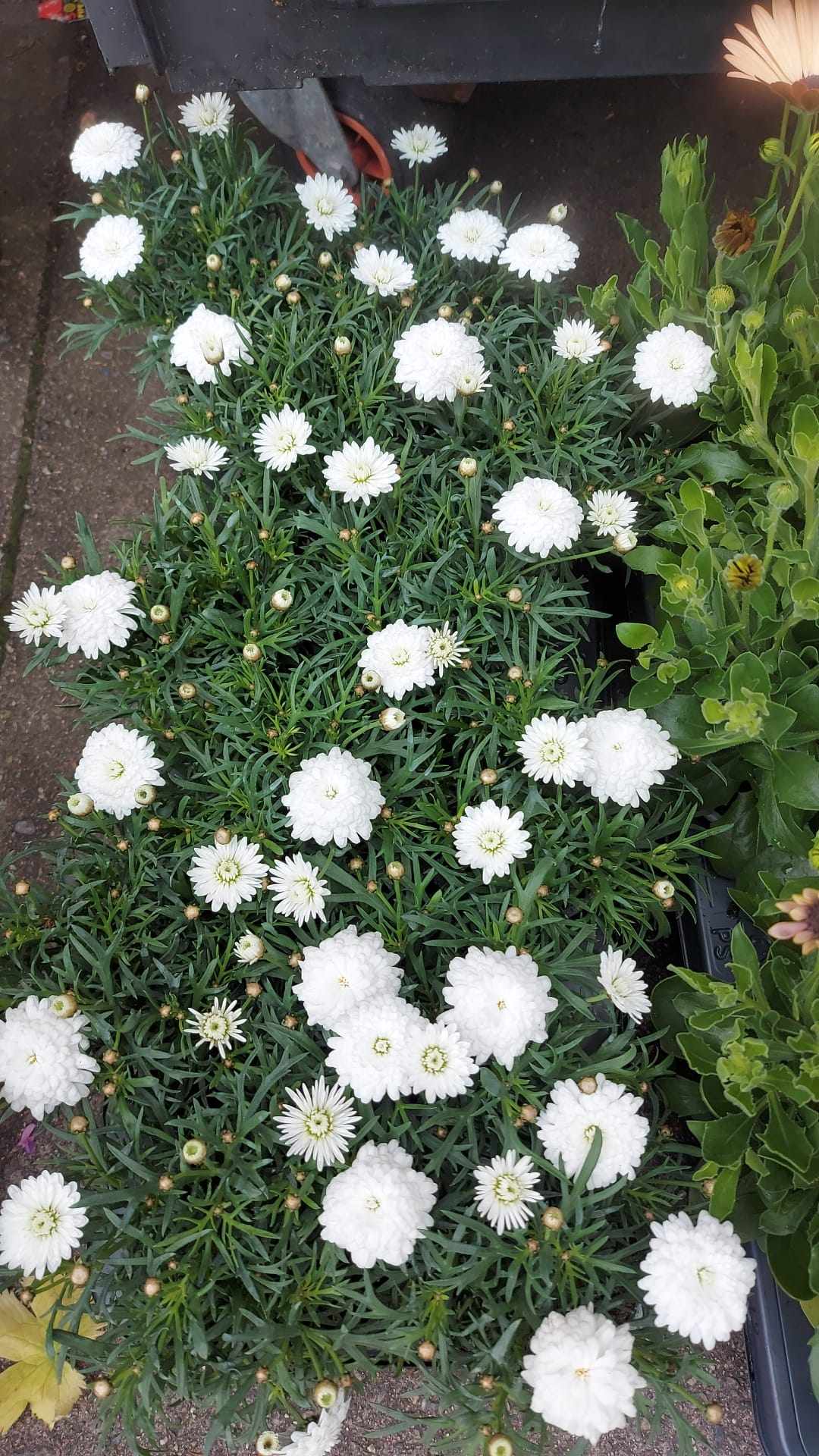 Mixed Perennials 10cm - 30cm Pots (LOCAL PICKUP / DELIVERY ONLY)