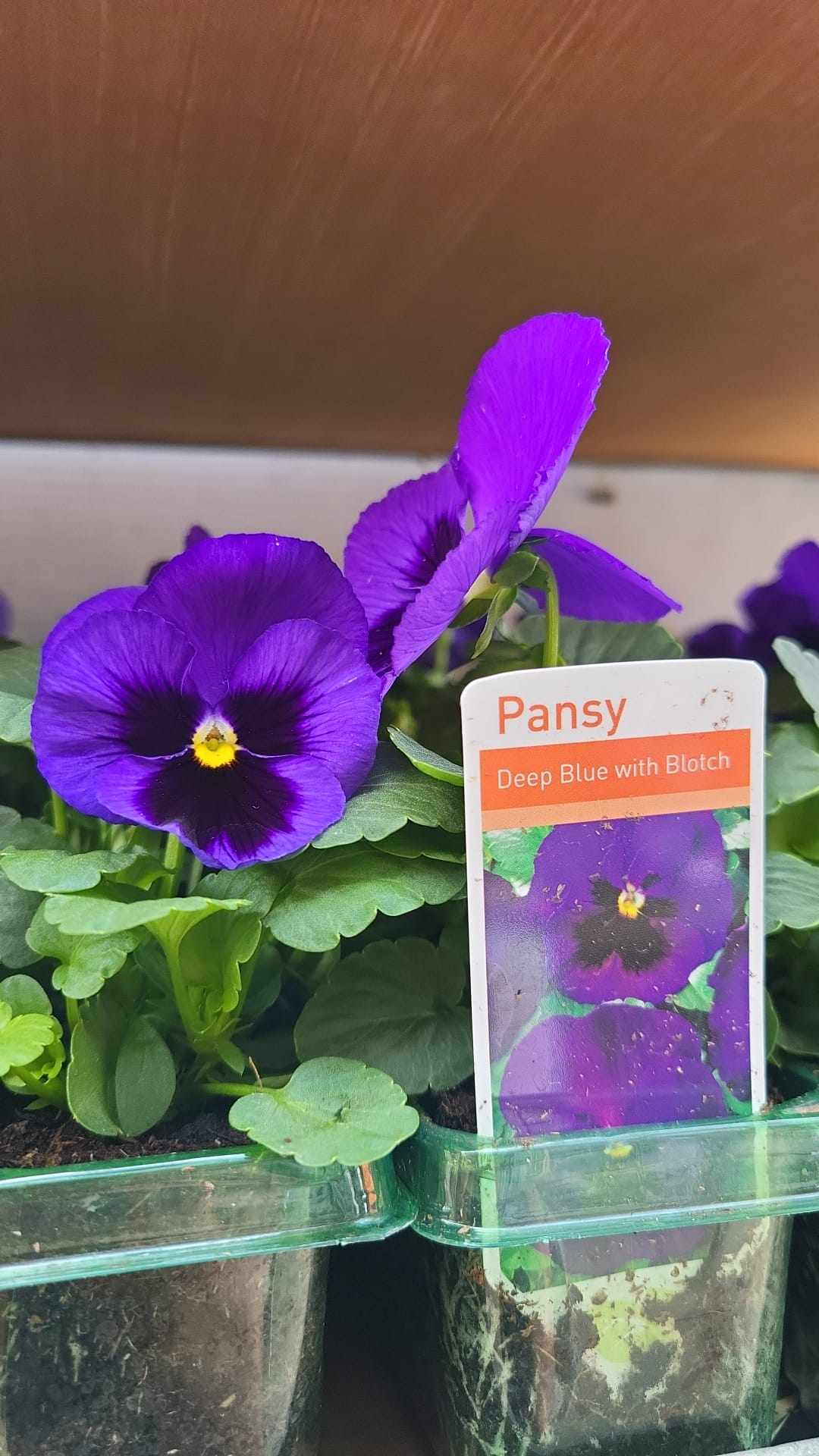 British Grown Autumn / Winter Pansies & Violas(LOCAL PICKUP / DELIVERY ONLY)