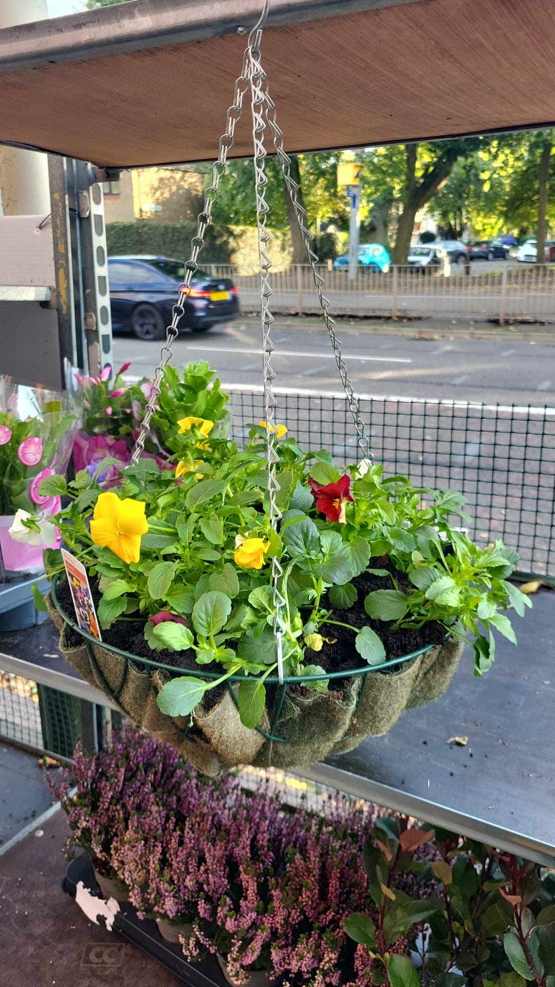 Winter Pansy Hanging Basket 14in (LOCAL PICKUP / DELIVERY ONLY)