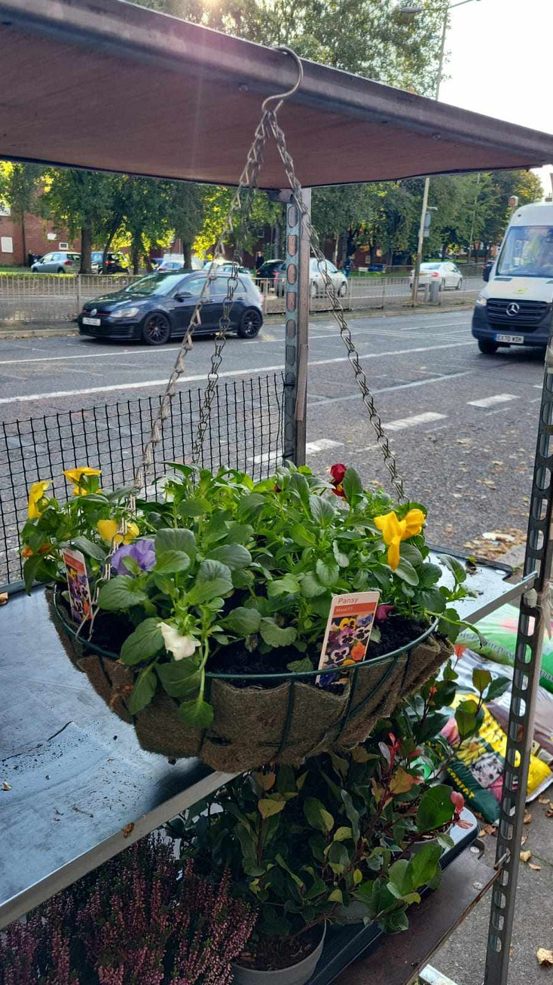 Winter Pansy Hanging Basket 14in (LOCAL PICKUP / DELIVERY ONLY)