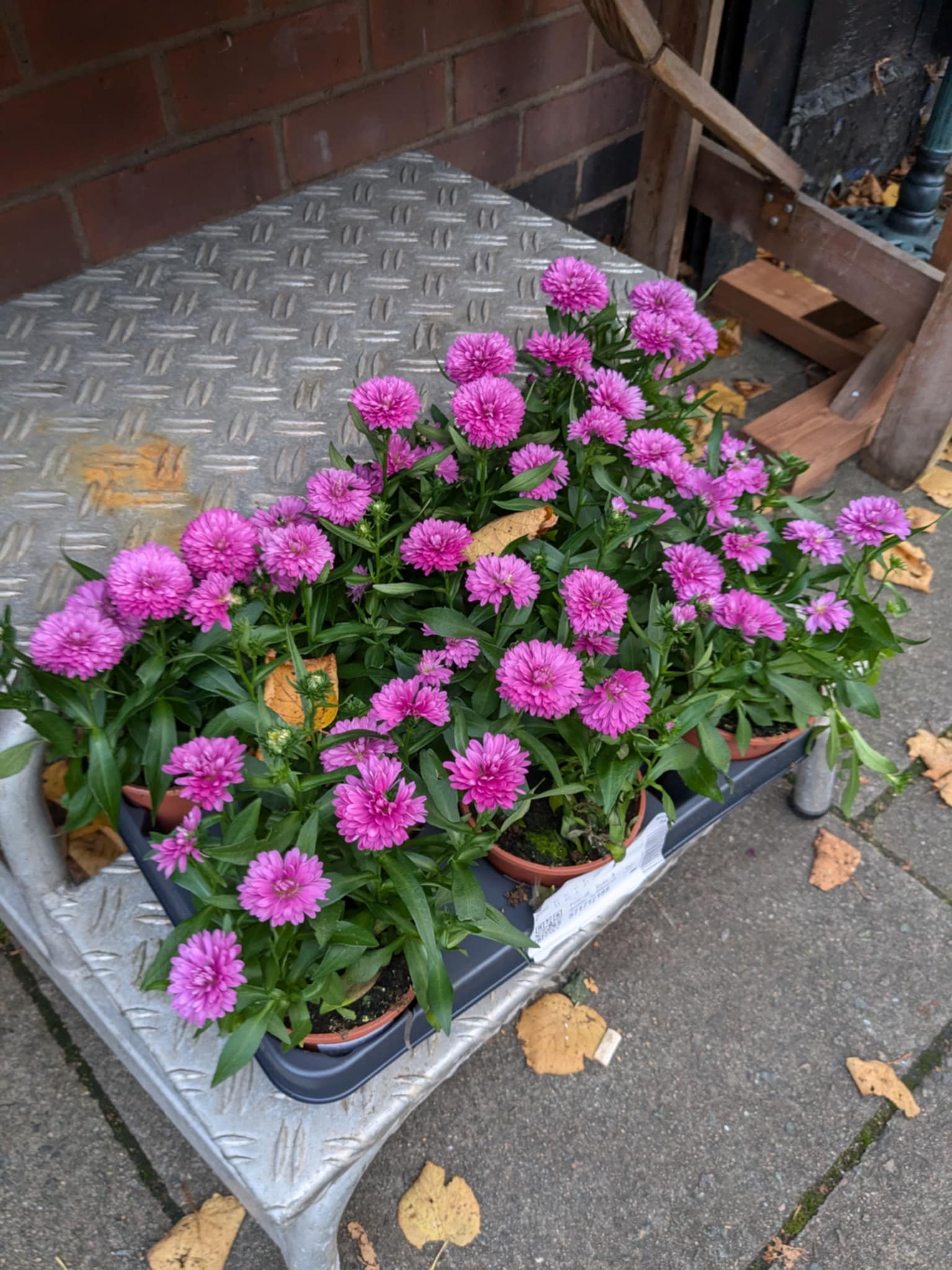 Mixed Perennials 10cm - 30cm Pots (LOCAL PICKUP / DELIVERY ONLY)