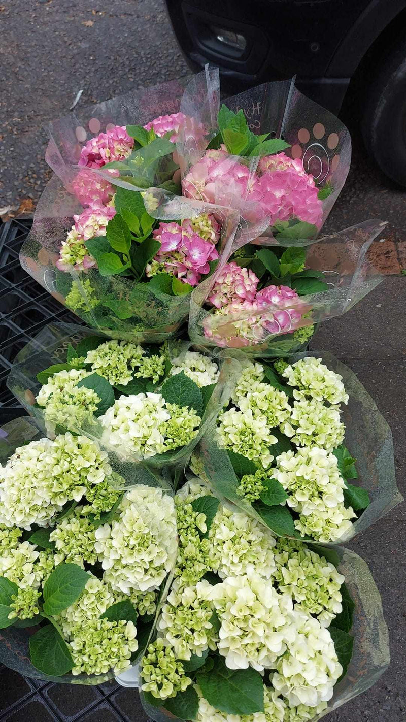 Mixed Perennials 10cm - 30cm Pots (LOCAL PICKUP / DELIVERY ONLY)