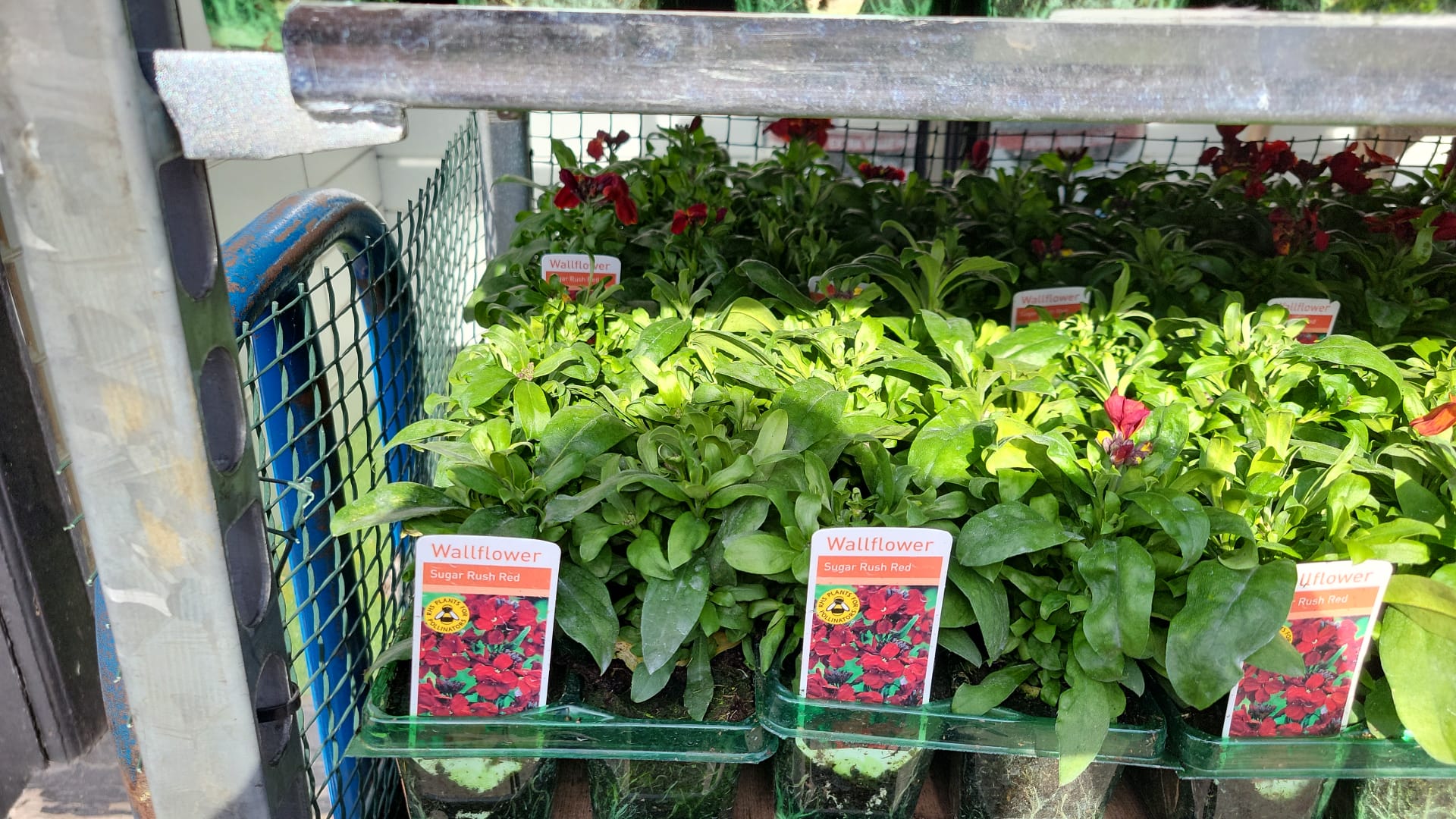 British Grown Bedding Packs (5 TRAYS FOR £17.50) (LOCAL PICKUP / DELIVERY ONLY)