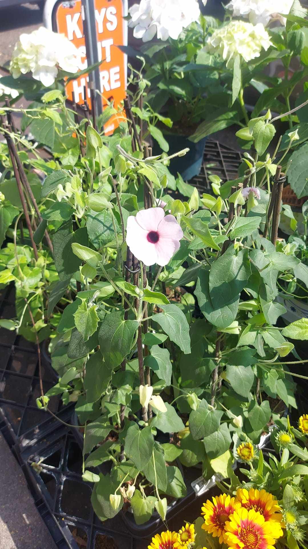 Mixed Perennials 10cm - 30cm Pots (LOCAL PICKUP / DELIVERY ONLY)