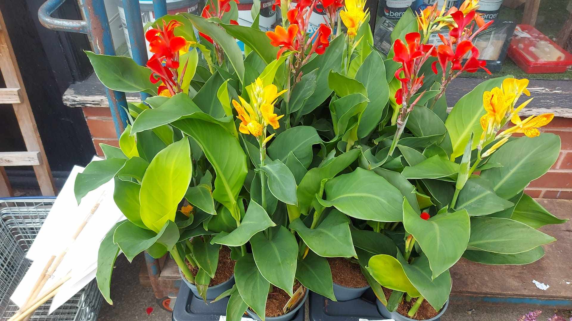 Mixed Perennials 10cm - 30cm Pots (LOCAL PICKUP / DELIVERY ONLY)