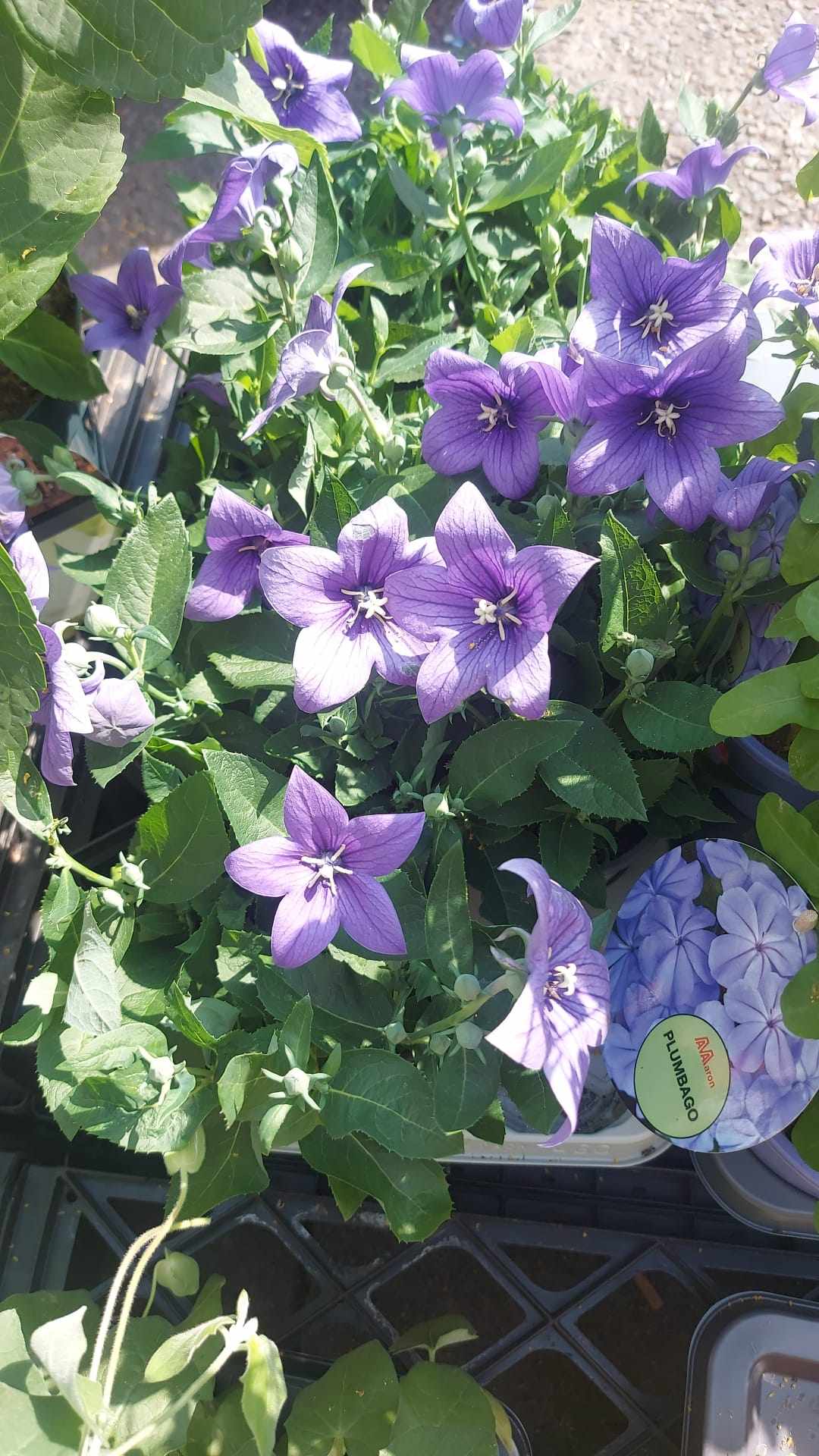 Mixed Perennials 10cm - 30cm Pots (LOCAL PICKUP / DELIVERY ONLY)