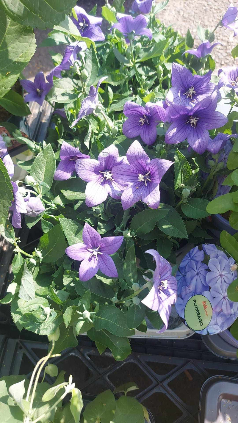 Mixed Perennials 10cm - 30cm Pots (LOCAL PICKUP / DELIVERY ONLY)