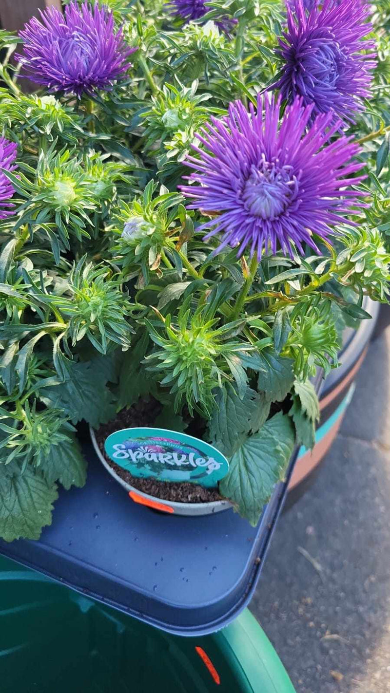 Mixed Perennials 10cm - 30cm Pots (LOCAL PICKUP / DELIVERY ONLY)