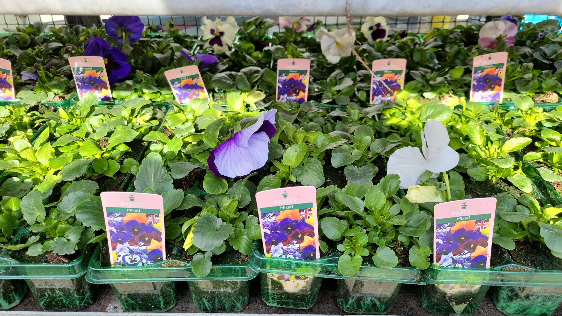 British Grown Bedding Packs (5 TRAYS FOR £17.50) (LOCAL PICKUP / DELIVERY ONLY)