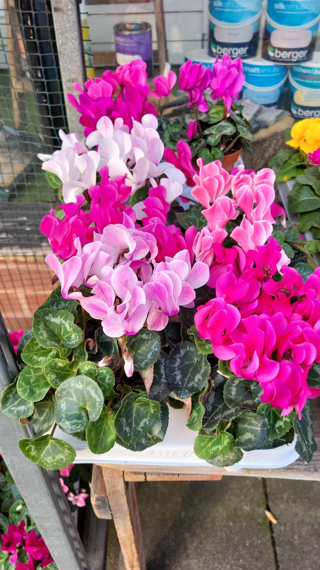 Spring Plants & Bulbs (LOCAL PICKUP / DELIVERY ONLY)