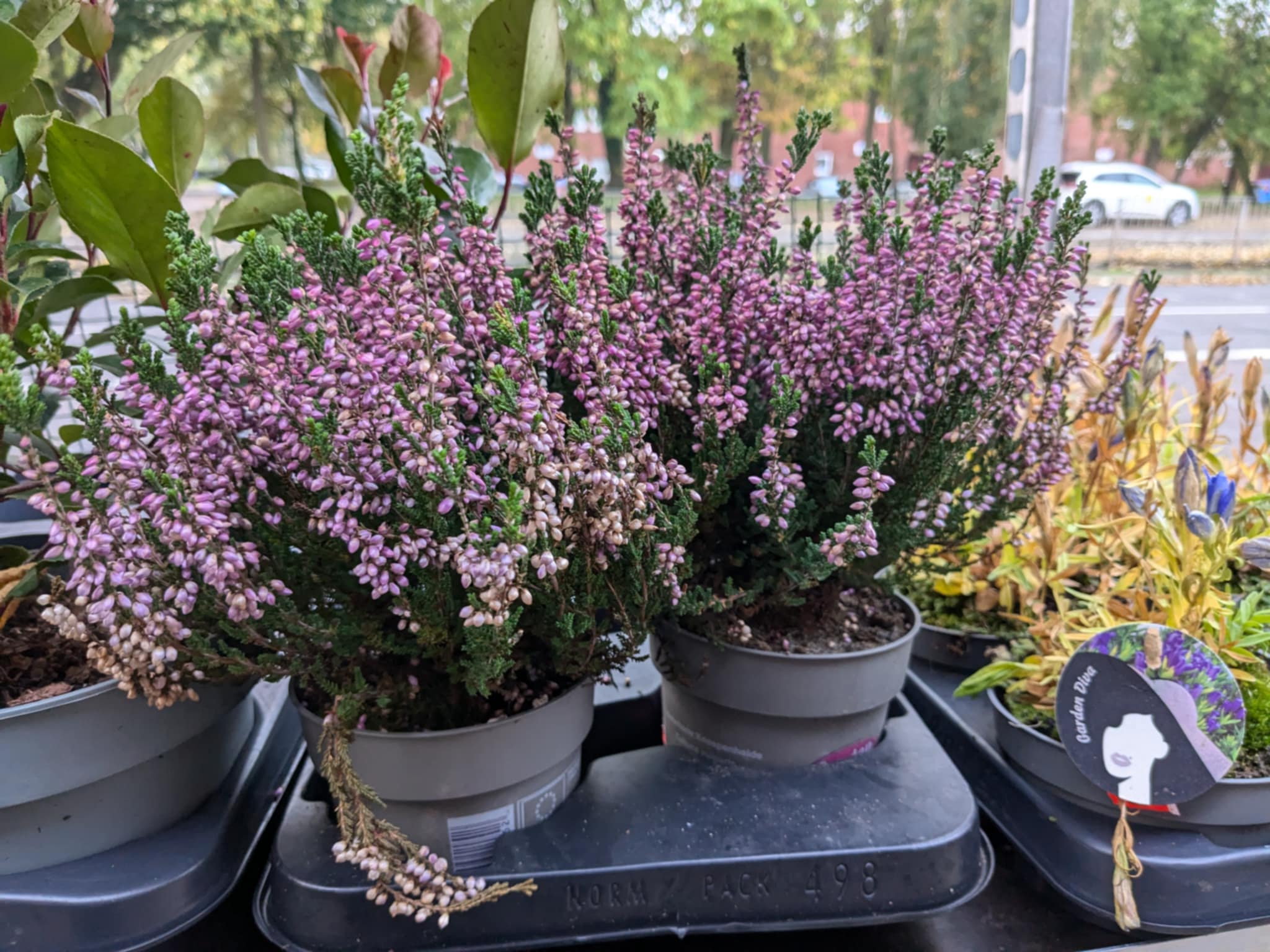 Mixed Perennials 10cm - 30cm Pots (LOCAL PICKUP / DELIVERY ONLY)