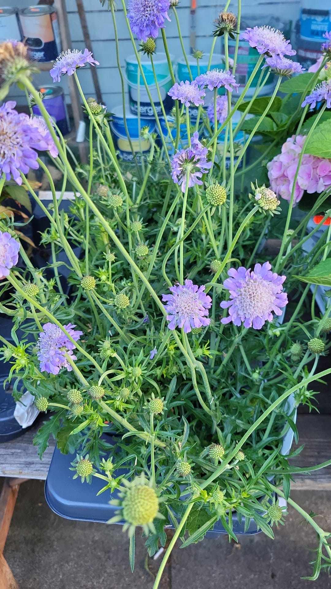 Mixed Perennials 10cm - 30cm Pots (LOCAL PICKUP / DELIVERY ONLY)