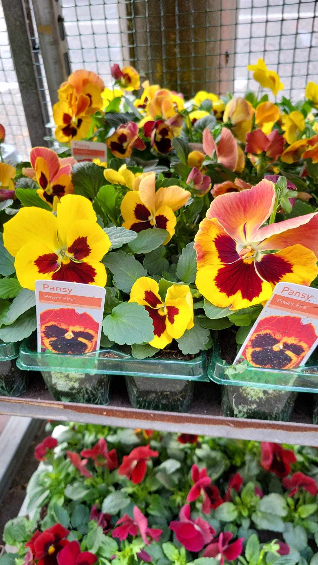 British Grown Autumn / Winter Pansies & Violas(LOCAL PICKUP / DELIVERY ONLY)