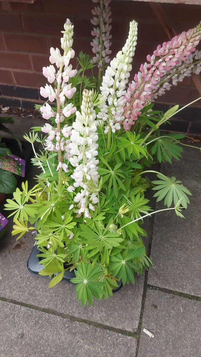 Mixed Perennials 10cm - 30cm Pots (LOCAL PICKUP / DELIVERY ONLY)