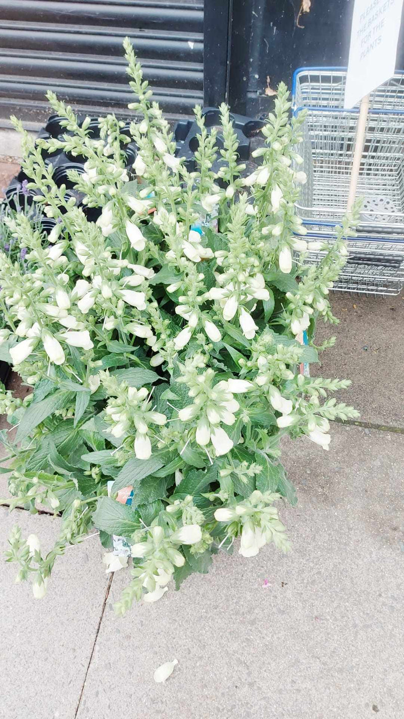 Mixed Perennials 10cm - 30cm Pots (LOCAL PICKUP / DELIVERY ONLY)