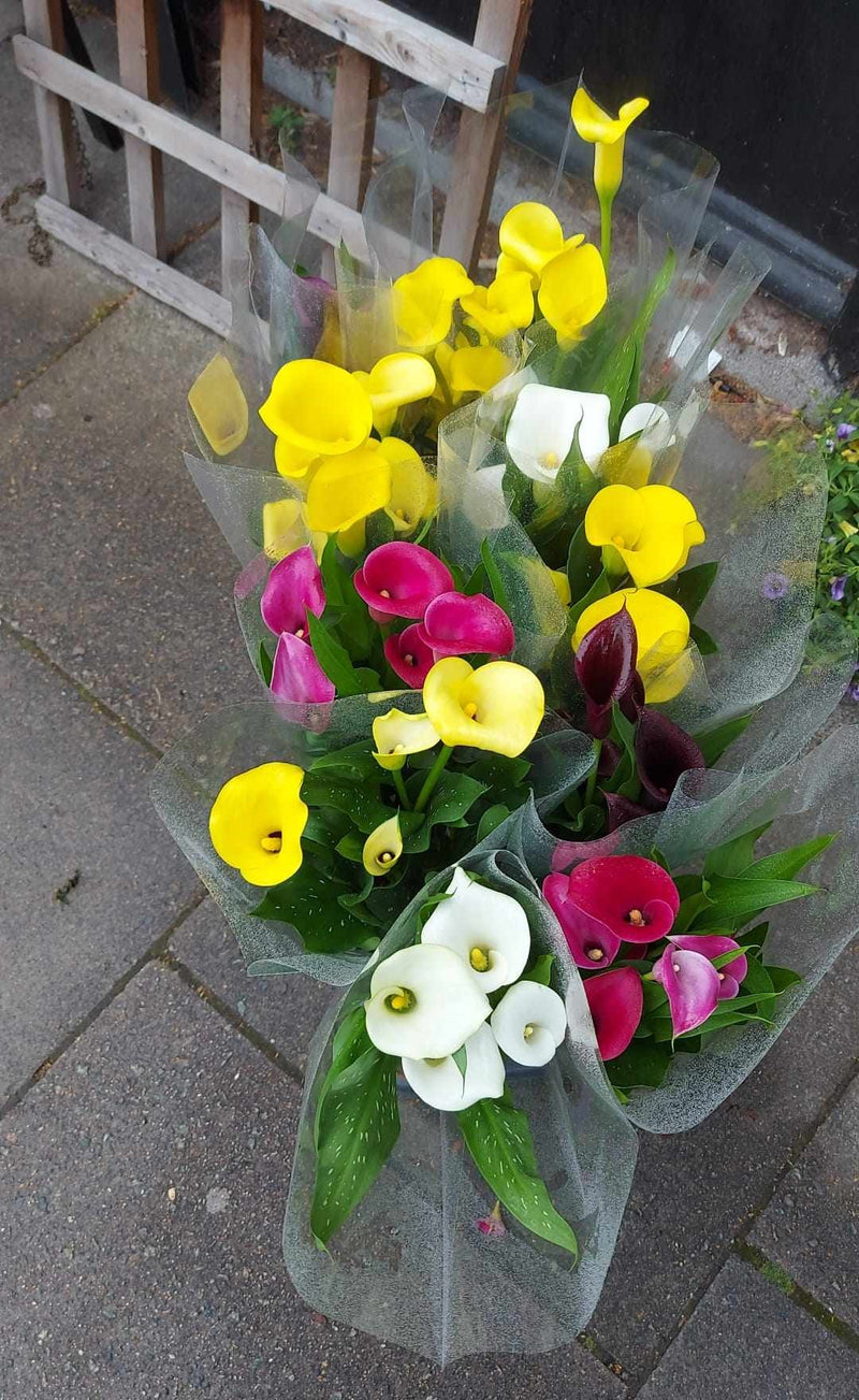 Mixed Perennials 10cm - 30cm Pots (LOCAL PICKUP / DELIVERY ONLY)