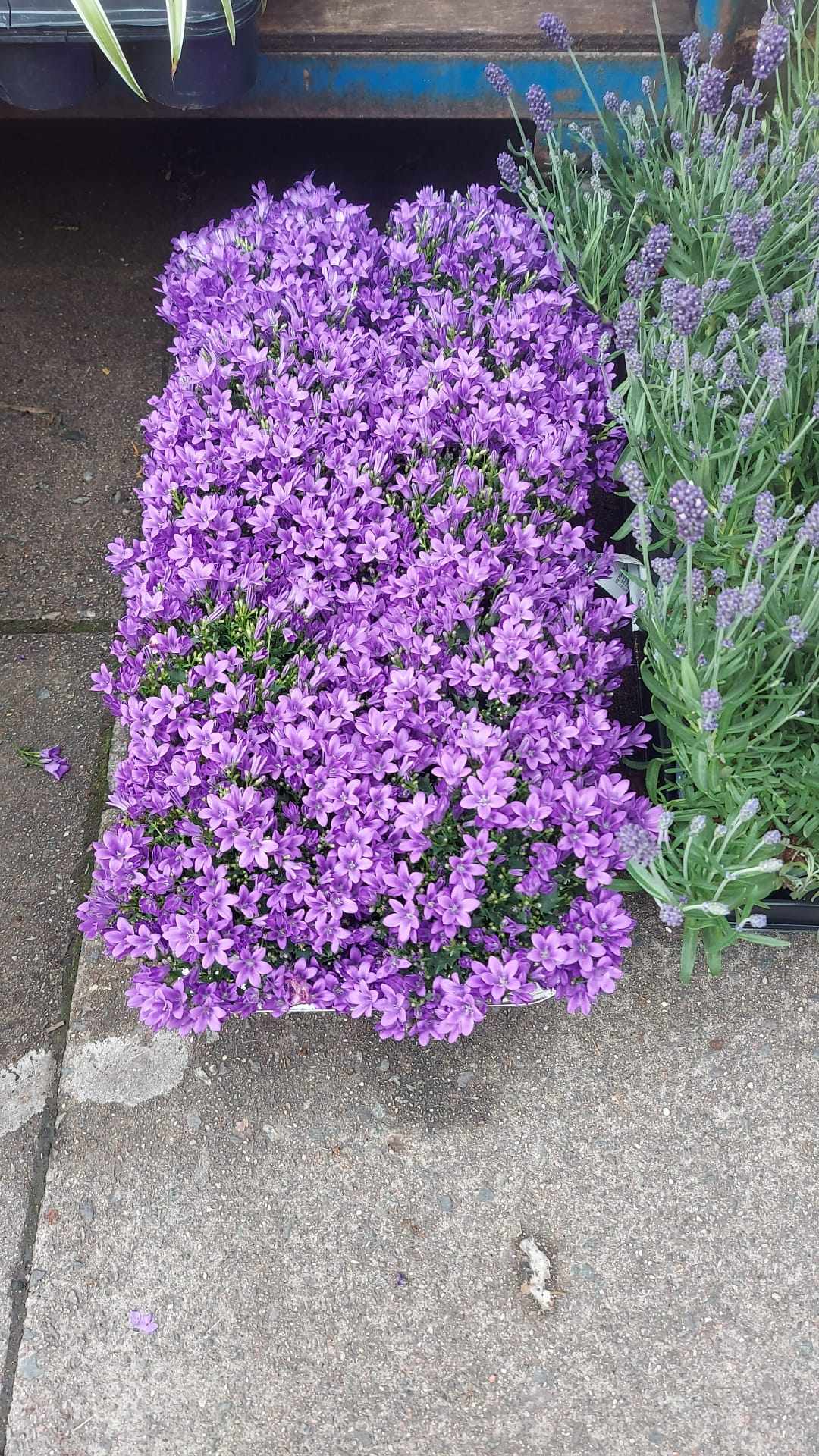 Mixed Perennials 10cm - 30cm Pots (LOCAL PICKUP / DELIVERY ONLY)