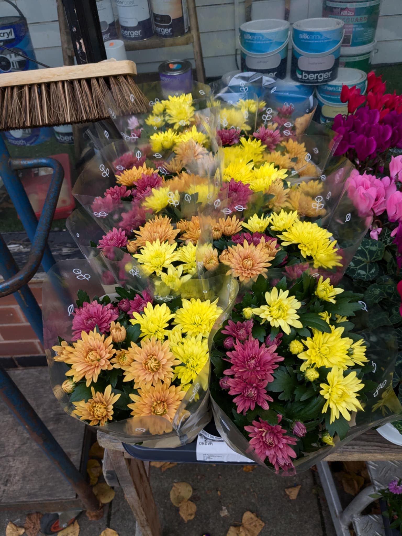 Mixed Perennials 10cm - 30cm Pots (LOCAL PICKUP / DELIVERY ONLY)