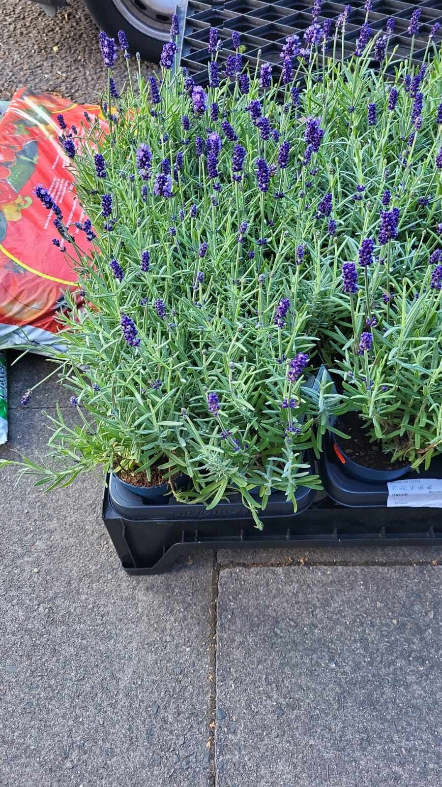 Mixed Perennials 10cm - 30cm Pots (LOCAL PICKUP / DELIVERY ONLY)