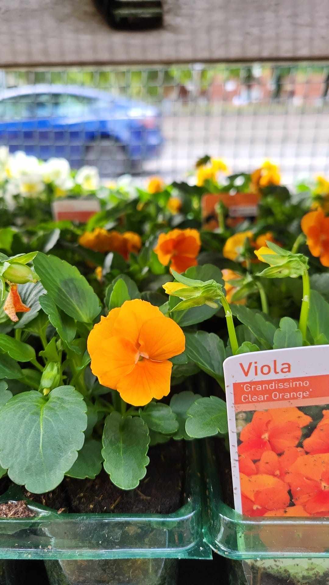 British Grown Autumn / Winter Pansies & Violas(LOCAL PICKUP / DELIVERY ONLY)