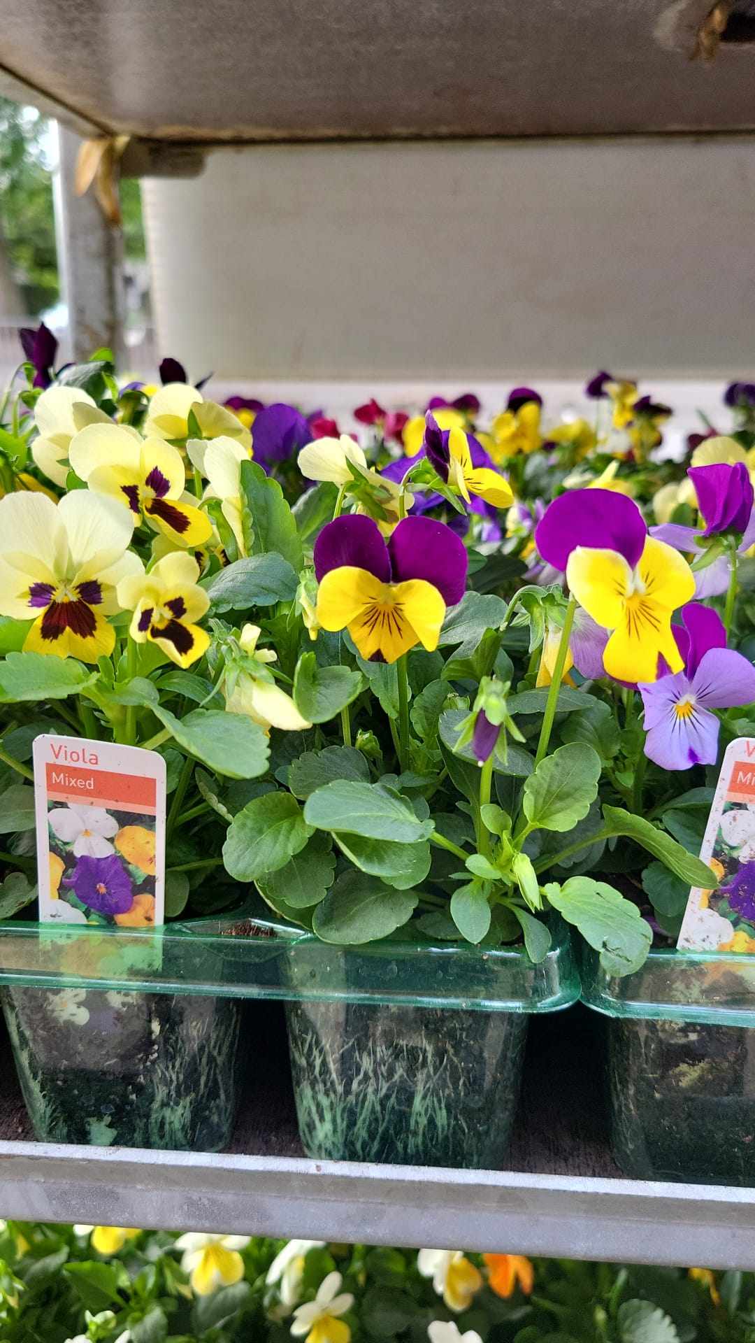 British Grown Autumn / Winter Pansies & Violas(LOCAL PICKUP / DELIVERY ONLY)